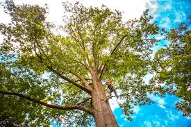Best Tree Maintenance Programs  in North Beach Haven, NJ