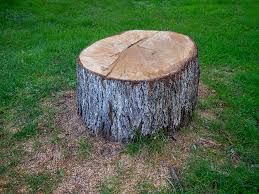Best Tree Removal  in North Beach Haven, NJ
