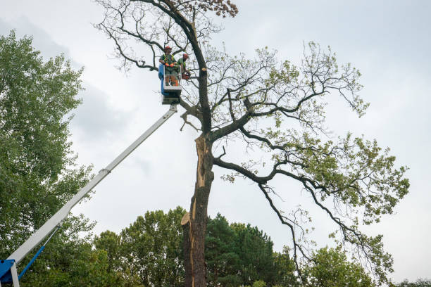 Best Hazardous Tree Removal  in North Beach Haven, NJ