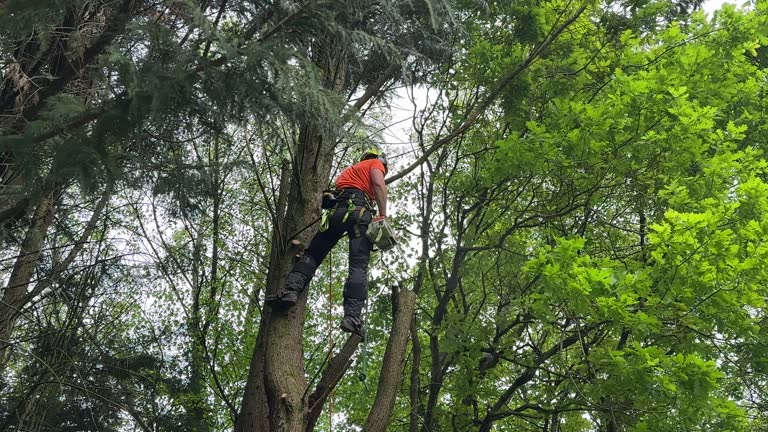 Best Tree and Shrub Care  in North Beach Haven, NJ