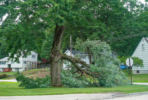 Best Tree Preservation Services  in North Beach Haven, NJ