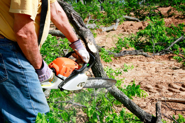 Best Storm Damage Tree Cleanup  in North Beach Haven, NJ